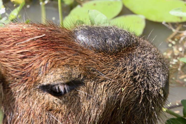 capybara